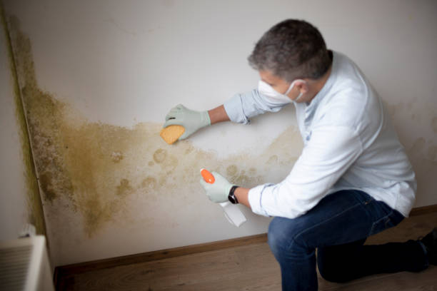 Best Attic Mold Removal  in Beloit, KS