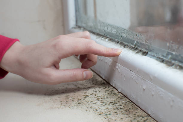 Best Real Estate Mold Inspection  in Beloit, KS