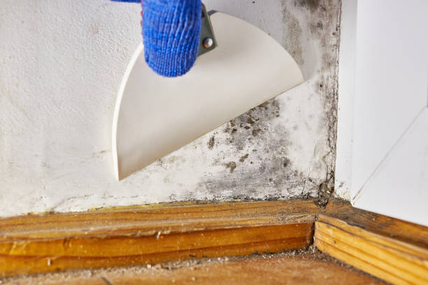 Best Mold Prevention Services  in Beloit, KS